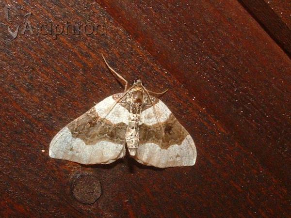 Cosmorhoe ocellata