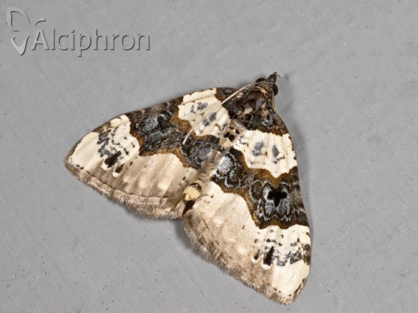 Cosmorhoe ocellata