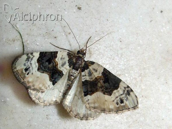 Cosmorhoe ocellata