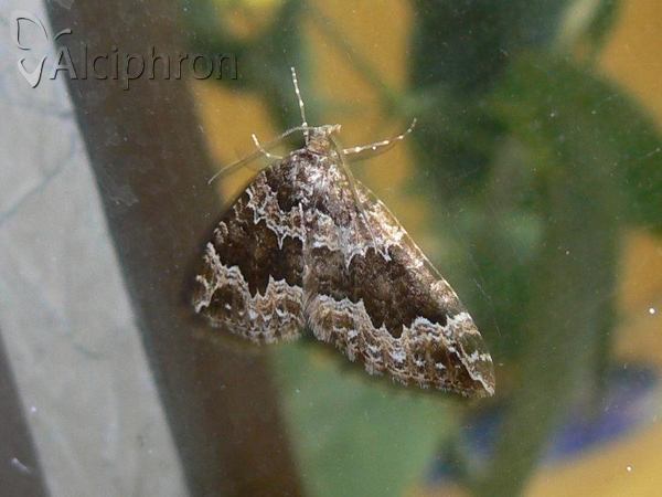 Lampropteryx suffumata