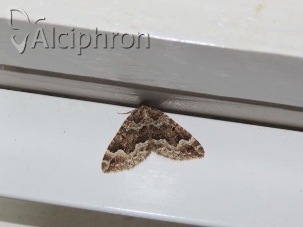 Lampropteryx suffumata