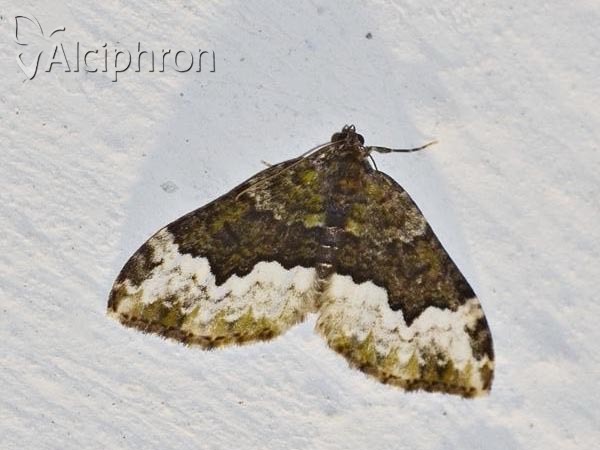 Euphyia biangulata
