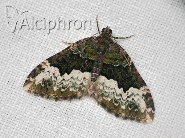 Euphyia biangulata
