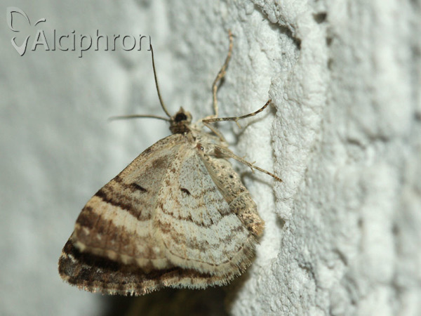 Euphyia unangulata
