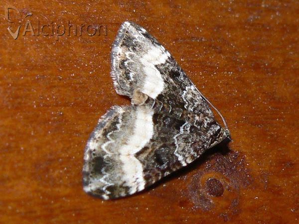 Euphyia unangulata