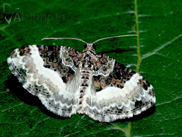 Euphyia unangulata