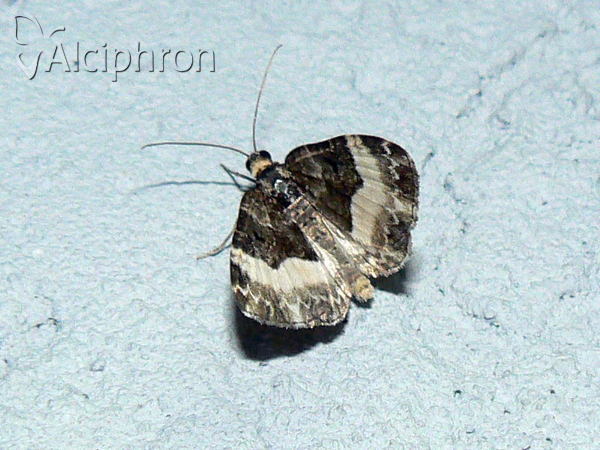 Euphyia unangulata
