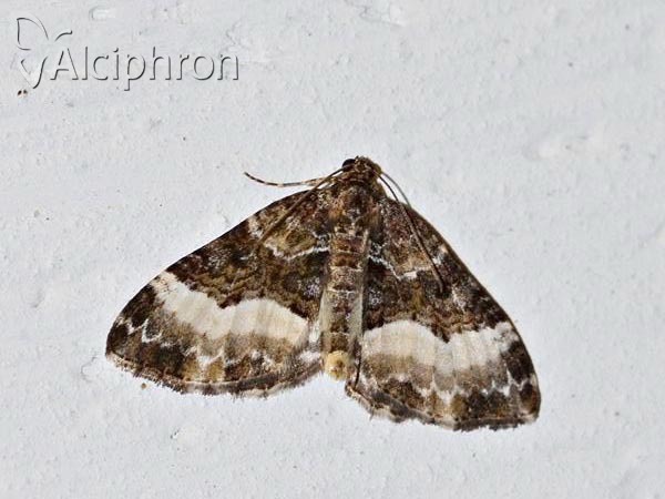 Euphyia unangulata