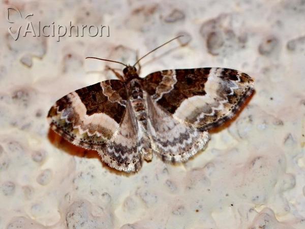 Euphyia unangulata