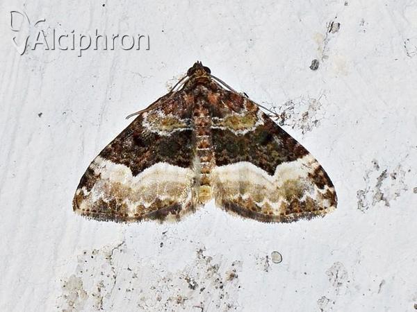 Euphyia unangulata