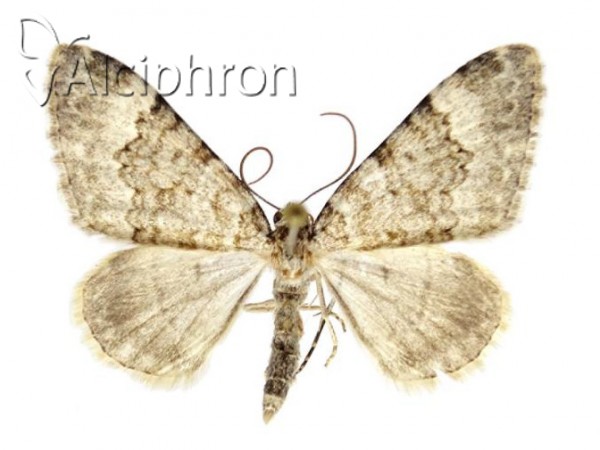 Euphyia adumbraria