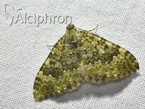 Euphyia frustata