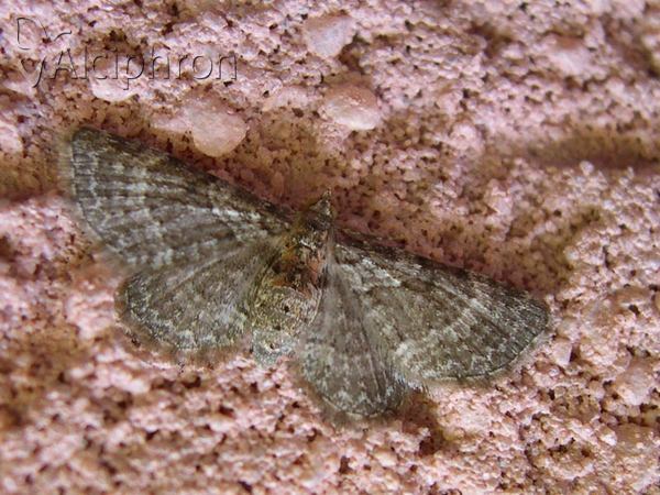 Pasiphila chloerata