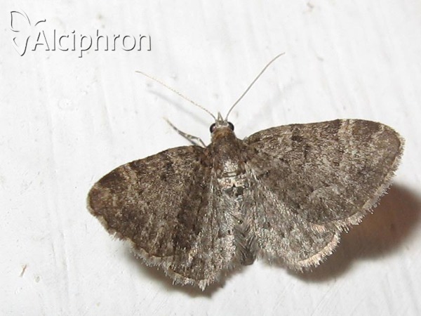 Pasiphila chloerata