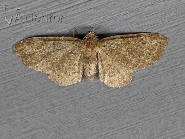 Pasiphila chloerata