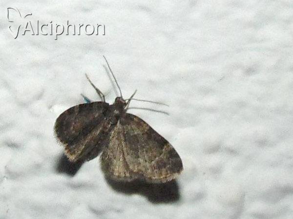Pasiphila chloerata