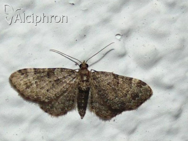 Pasiphila chloerata