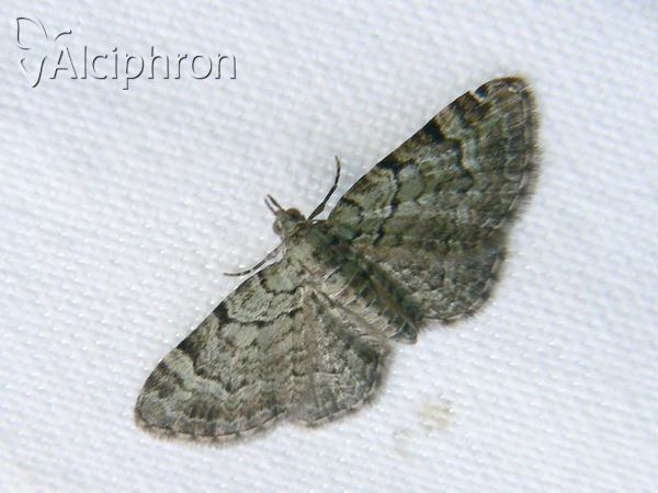 Pasiphila rectangulata