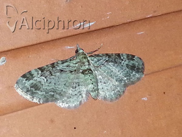 Pasiphila rectangulata