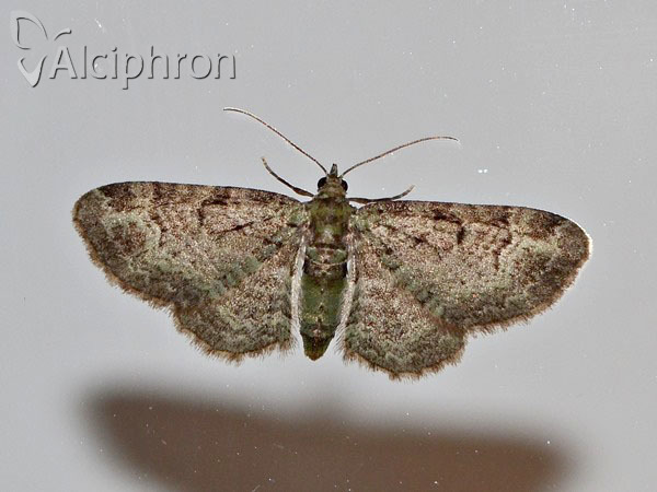 Pasiphila rectangulata