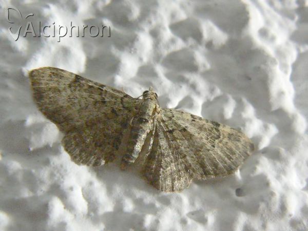 Pasiphila rectangulata