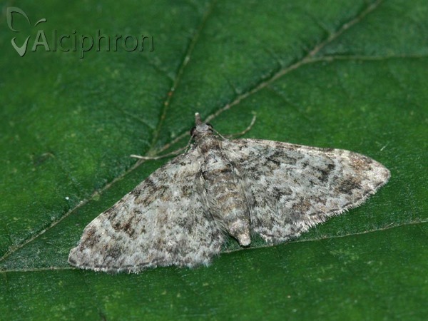Pasiphila rectangulata