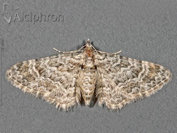Pasiphila rectangulata