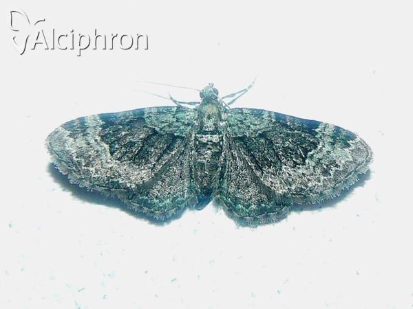 Pasiphila rectangulata