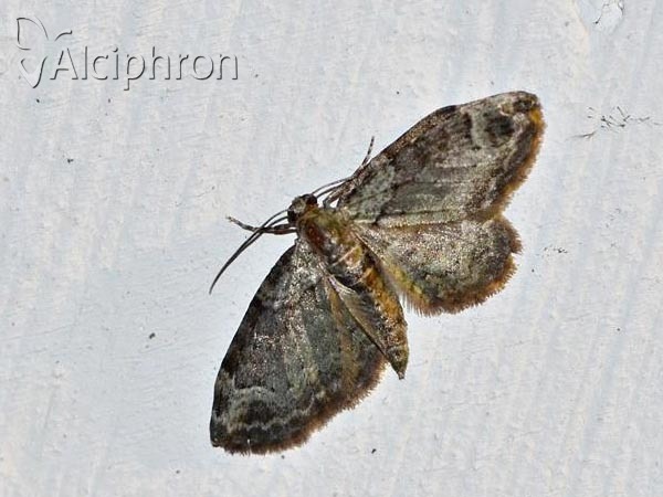 Pasiphila rectangulata
