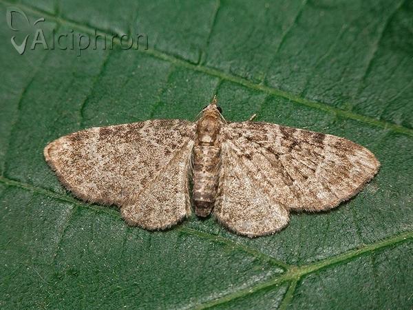 Pasiphila rectangulata