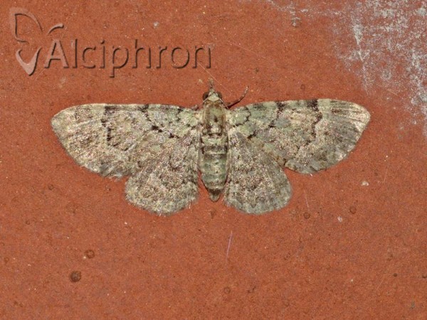 Pasiphila rectangulata