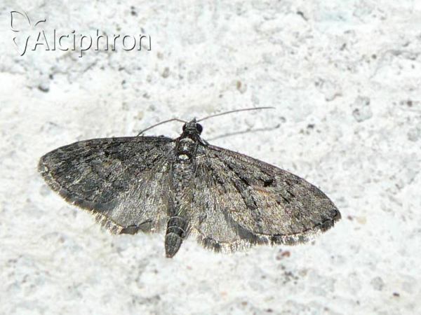 Pasiphila debiliata