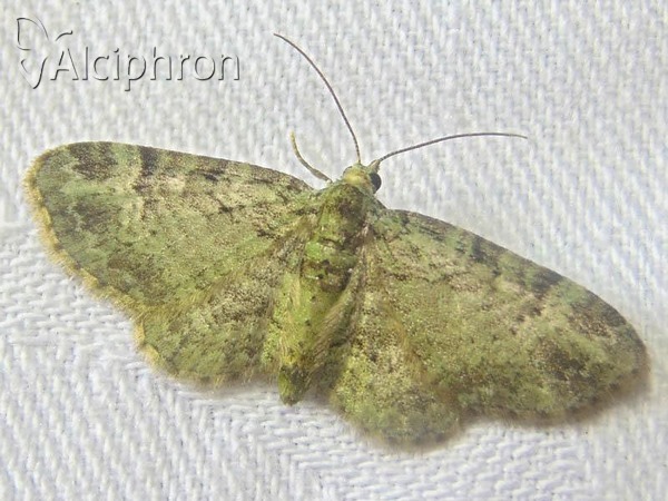 Pasiphila debiliata