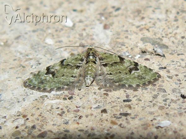 Chloroclystis v-ata
