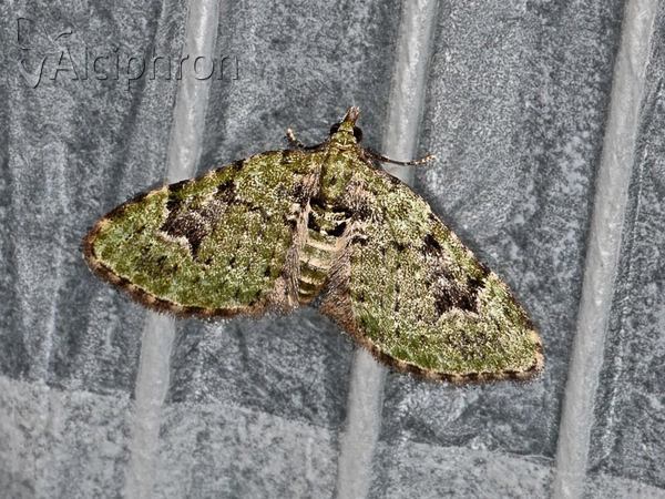 Chloroclystis v-ata