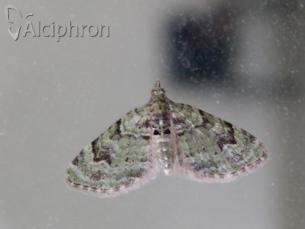 Chloroclystis v-ata