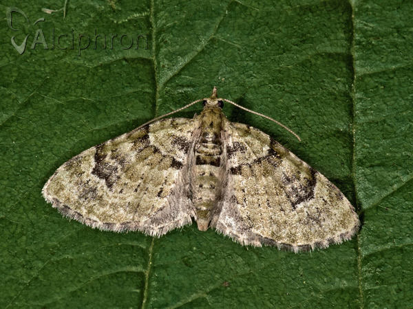 Chloroclystis v-ata