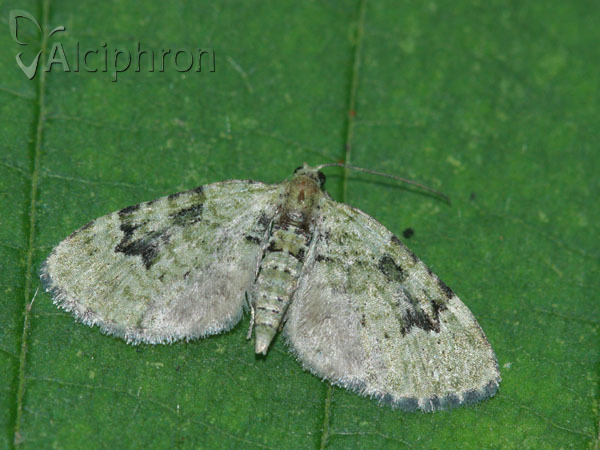 Chloroclystis v-ata