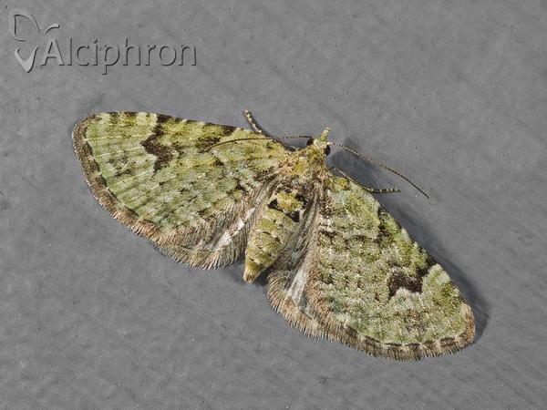 Chloroclystis v-ata