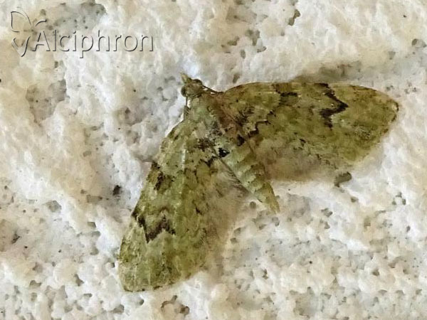 Chloroclystis v-ata