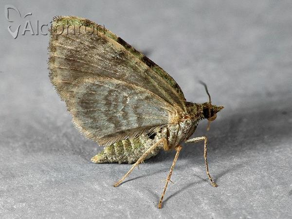 Chloroclystis v-ata