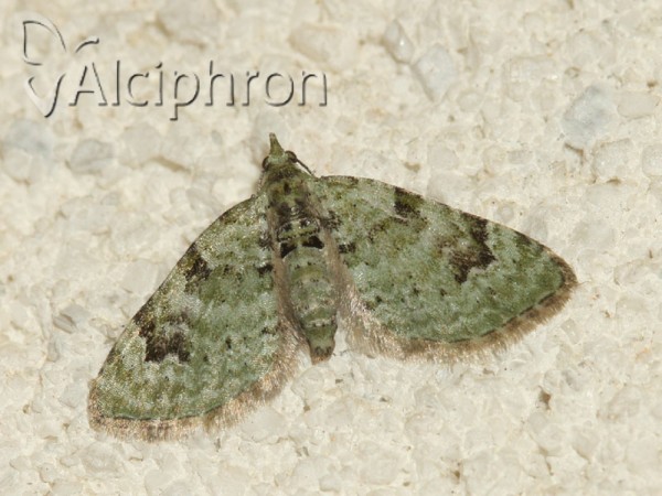 Chloroclystis v-ata