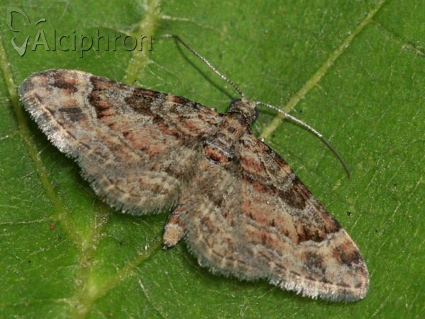 Gymnoscelis rufifasciata
