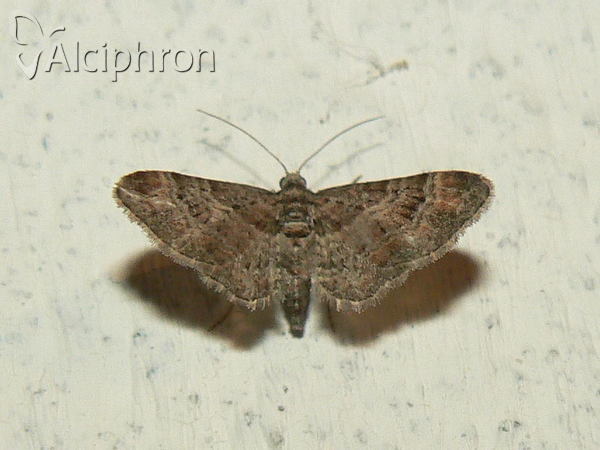 Gymnoscelis rufifasciata