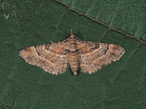 Gymnoscelis rufifasciata