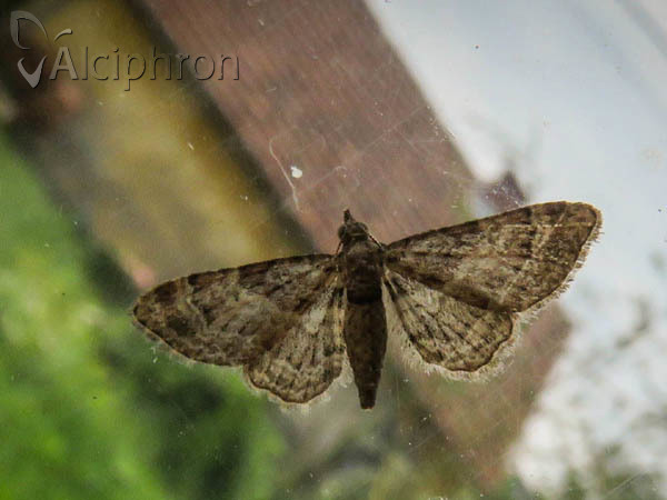 Gymnoscelis rufifasciata