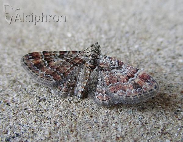 Gymnoscelis rufifasciata