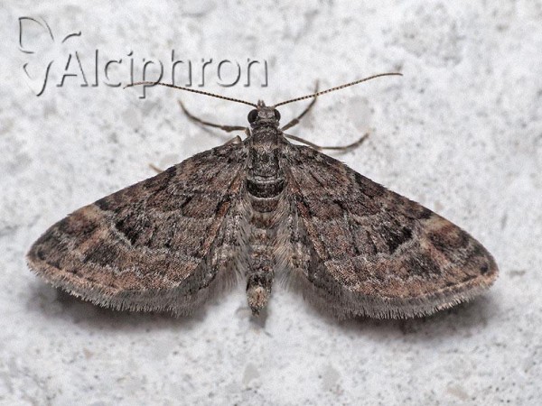 Gymnoscelis rufifasciata
