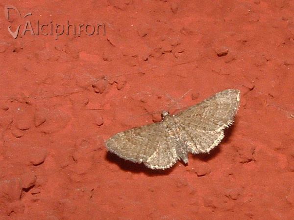 Eupithecia haworthiata