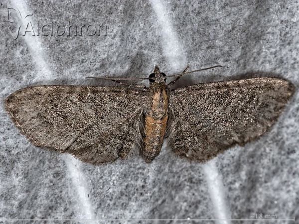 Eupithecia haworthiata